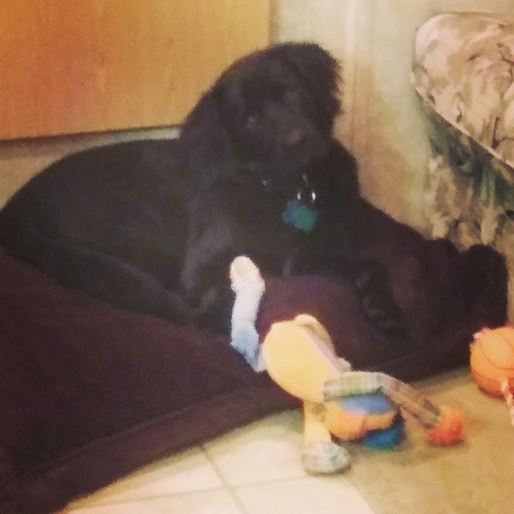 Meet your Posher, Krista - Picture 4 of 6